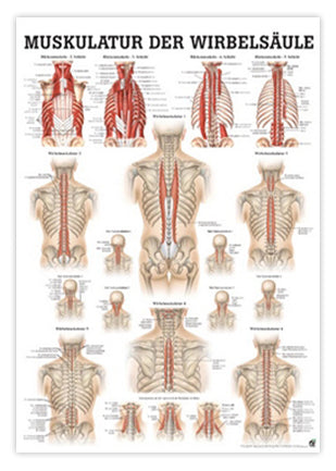 Laminated muscle poster about the deep muscles of the back in Latin &amp; German
