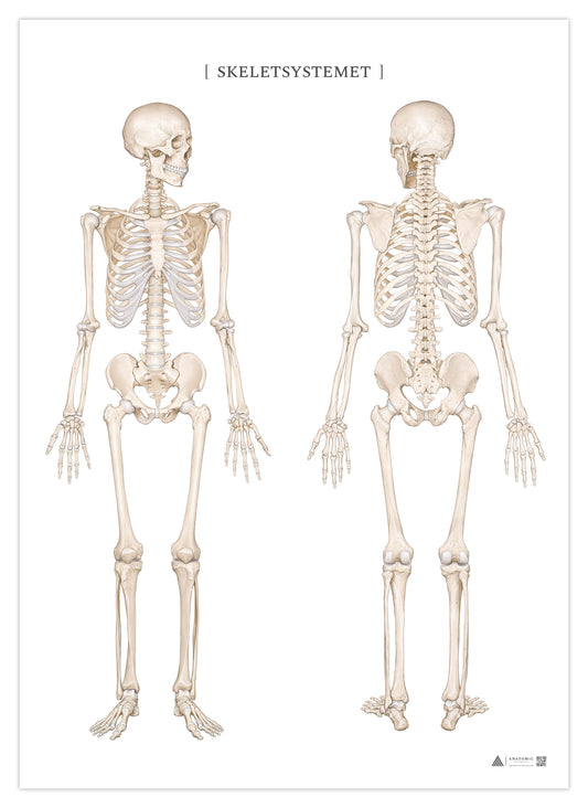 Anatomiaffisch - Skelettsystemet