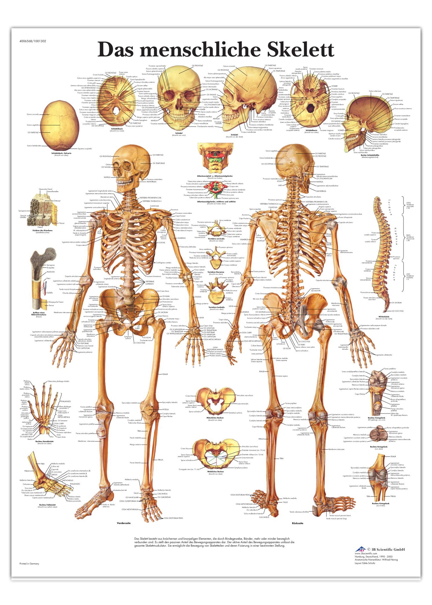 Laminerad skelettaffisch som även illustrerar ligament på latin (men med tyska rubriker)