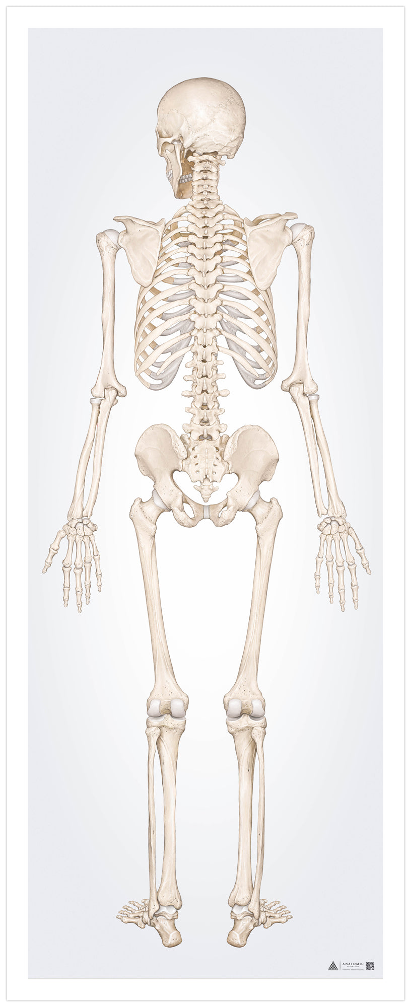 Skelettsystemet i stort format sett bakifrån