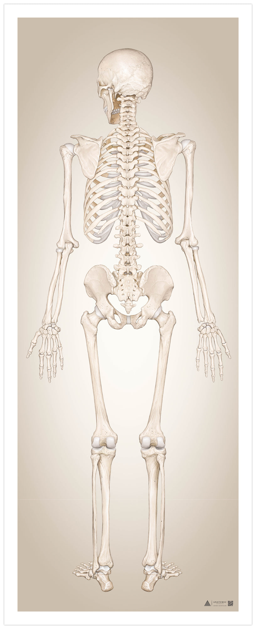 Skelettsystemet i stort format sett bakifrån