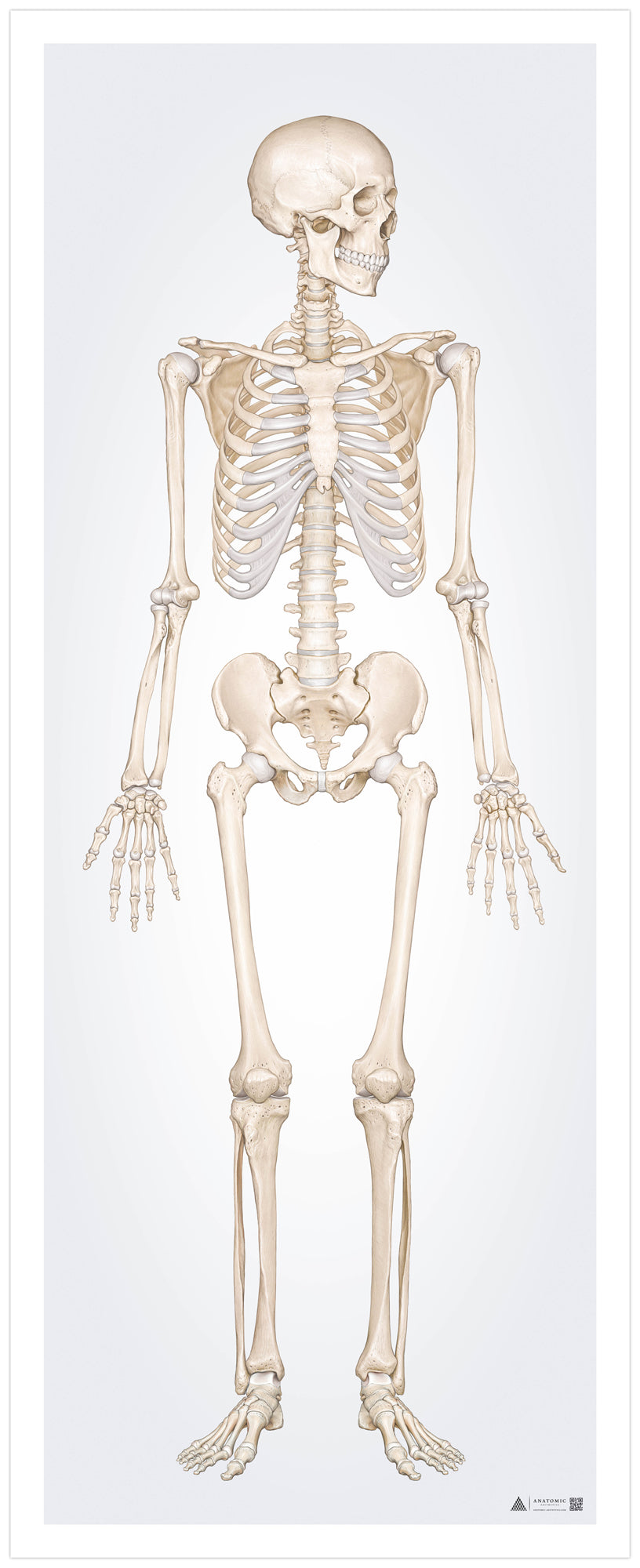 The skeletal system in large format seen from the front