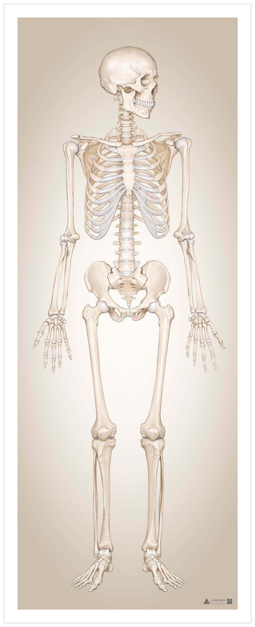 The skeletal system in large format seen from the front