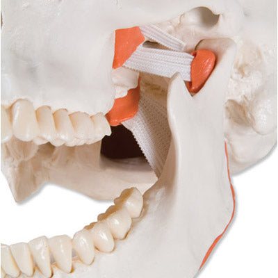 Skull model for demonstration of masticatory muscle function 