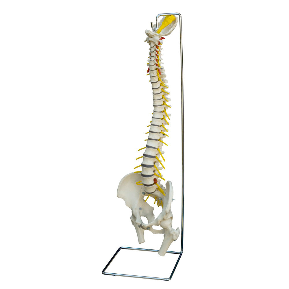 Classic model of the spine in adult size incl. stand