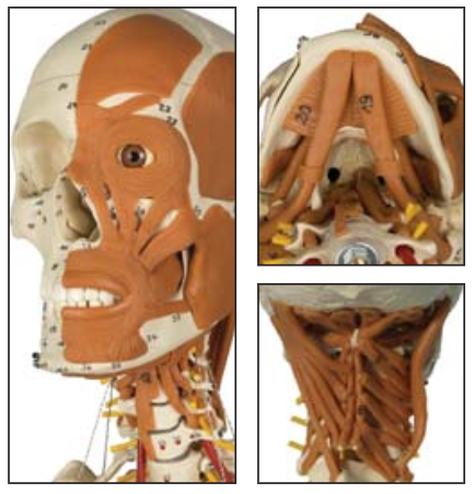 Avanceret skeletmodel med  muskler i ansigt, hals og nakke, ledbånd m.m.