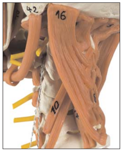 Advanced skeleton model with muscles in the face, neck and neck, ligaments etc
