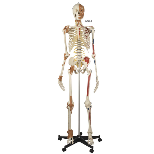 Avancerad skelettmodell med muskler i ansikte, nacke och nacke, ligament mm