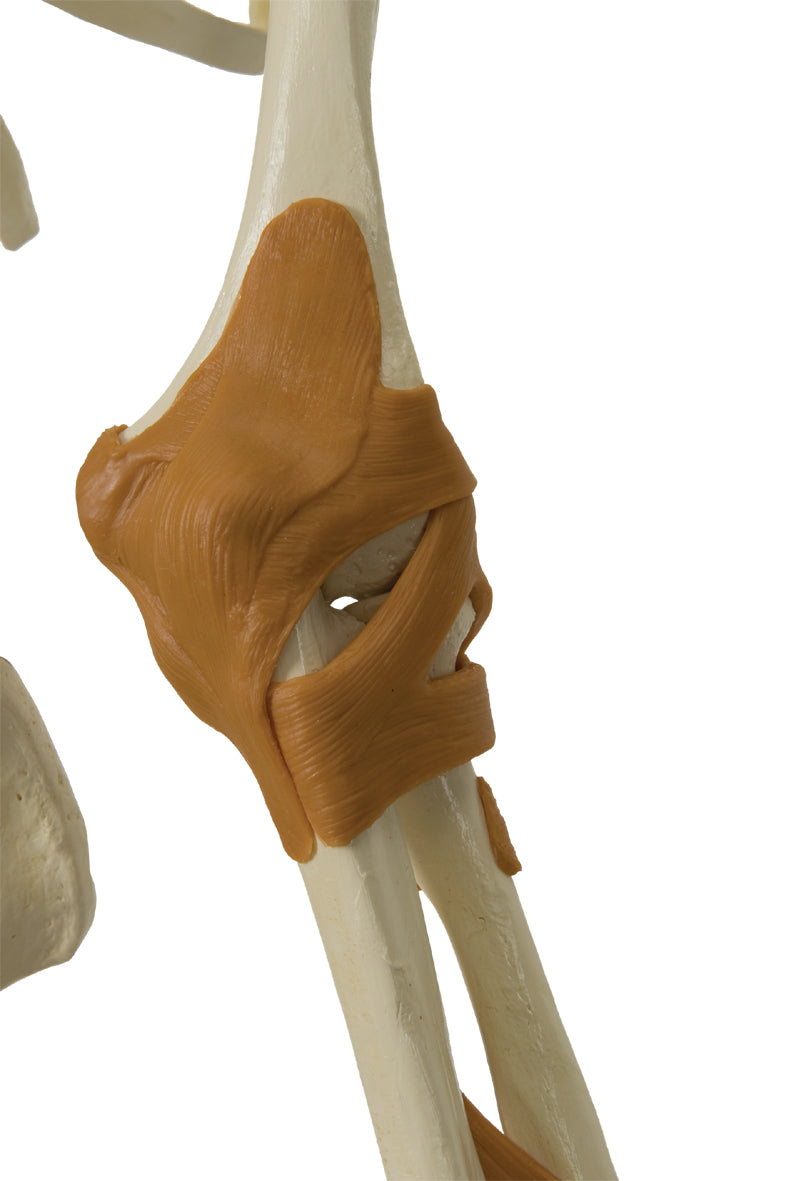 Avancerad skelettmodell med muskler i ansikte, nacke och nacke, ligament mm