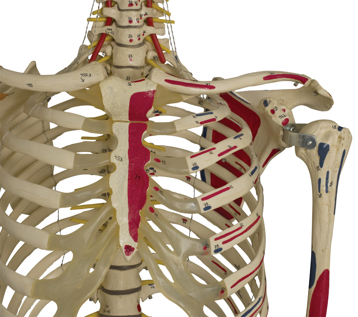 Avanceret skeletmodel med  muskler i ansigt, hals og nakke, ledbånd m.m.