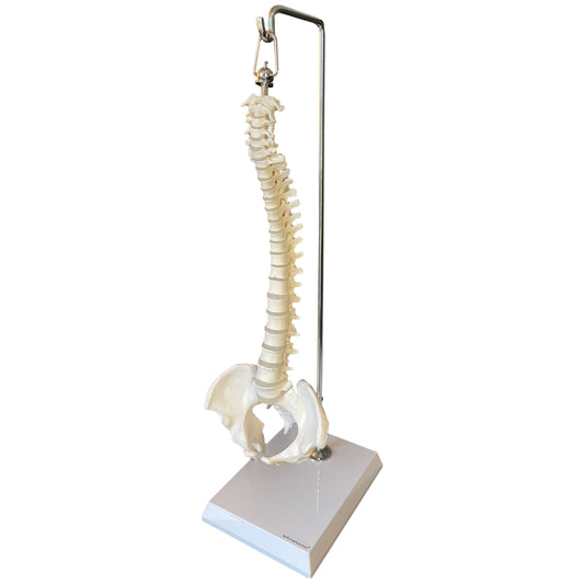 Reducerad modell av ryggraden presenterad på stativ