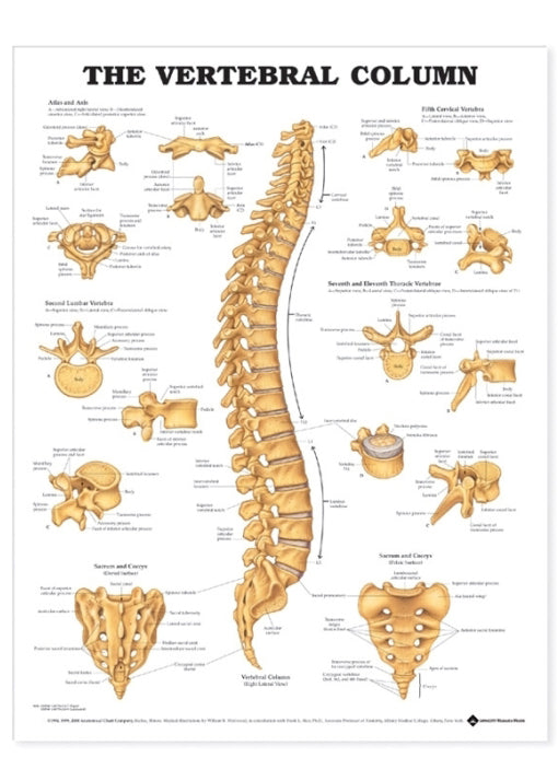 Poster about the spine in English