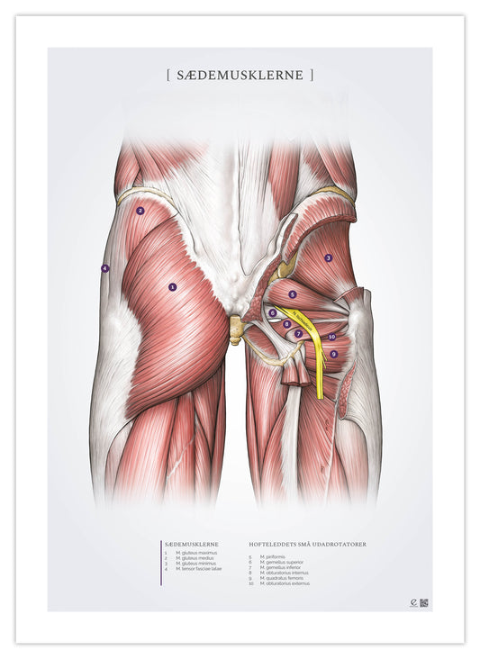 Anatomi plakat - sædemusklerne