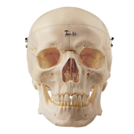 Particularly lifelike skull model in adult size. Can be separated into 9 parts