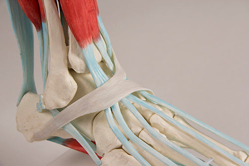 Skeleton foot with ligaments and tendons