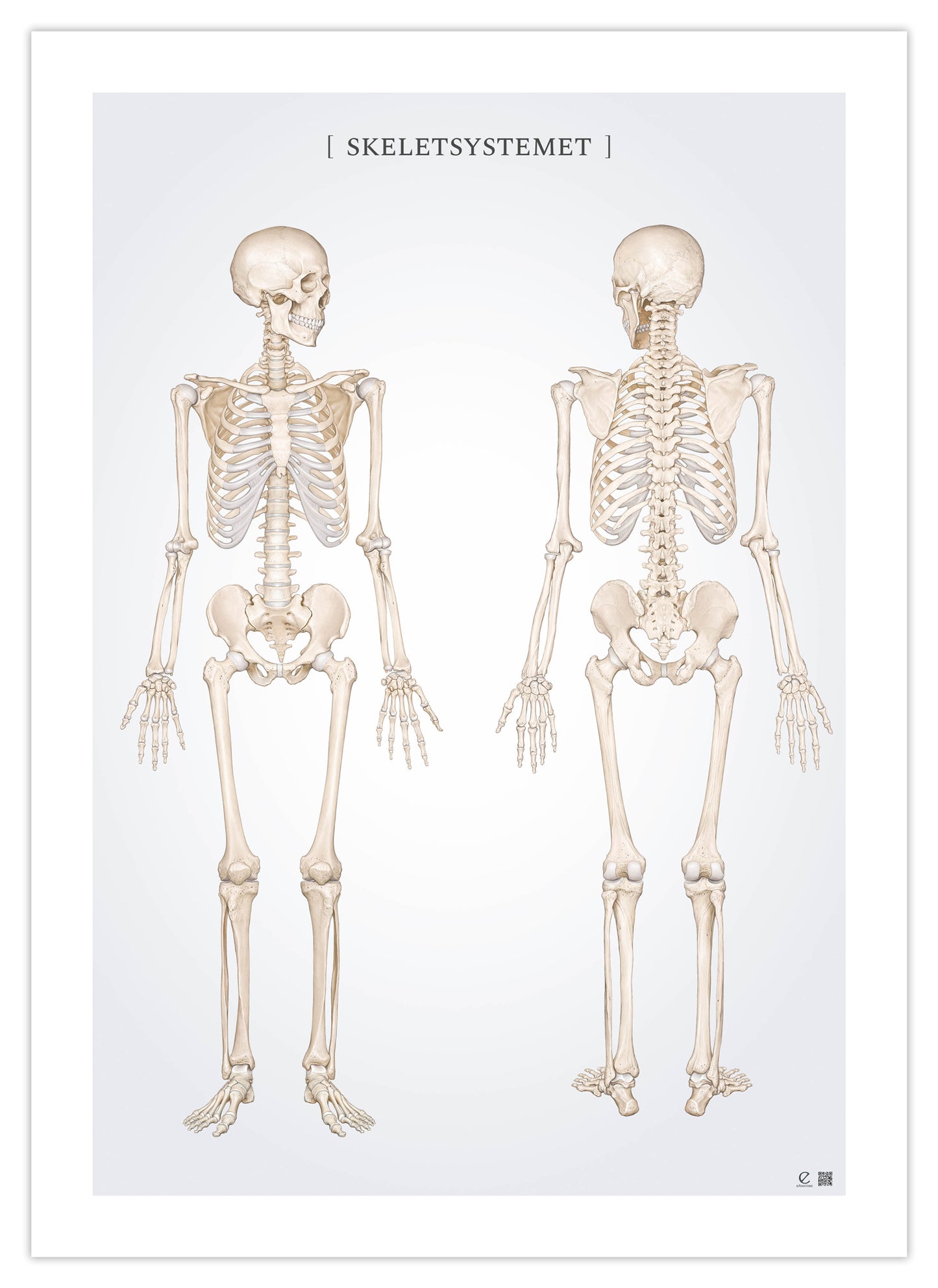 Anatomy poster - The skeletal system