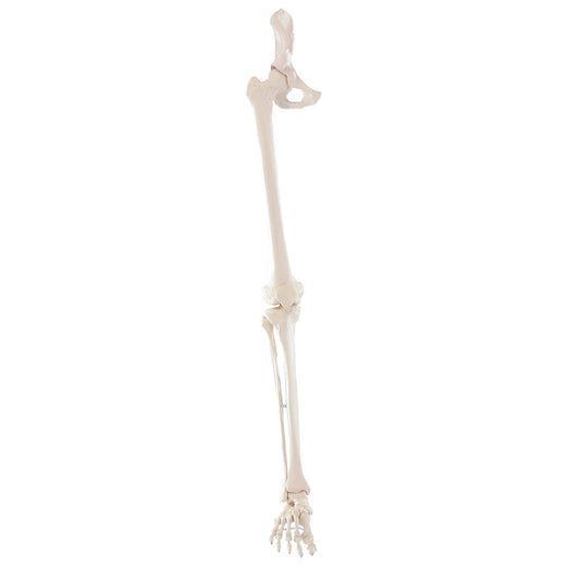 Model af nedre ekstremitet med alle knogler monteret på elastikker (inkl. hoftebenet)