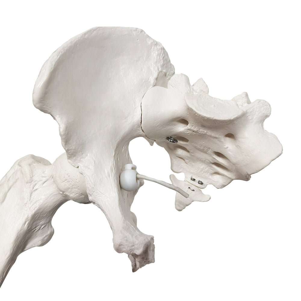 Skeleton part showing the entire right leg with a highly movable hip and ankle joint (incl. the hip bone)
