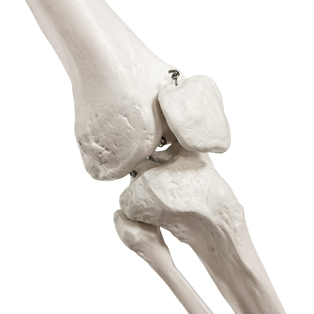 Skeleton part showing the entire right leg with a highly movable hip and ankle joint (incl. the hip bone)