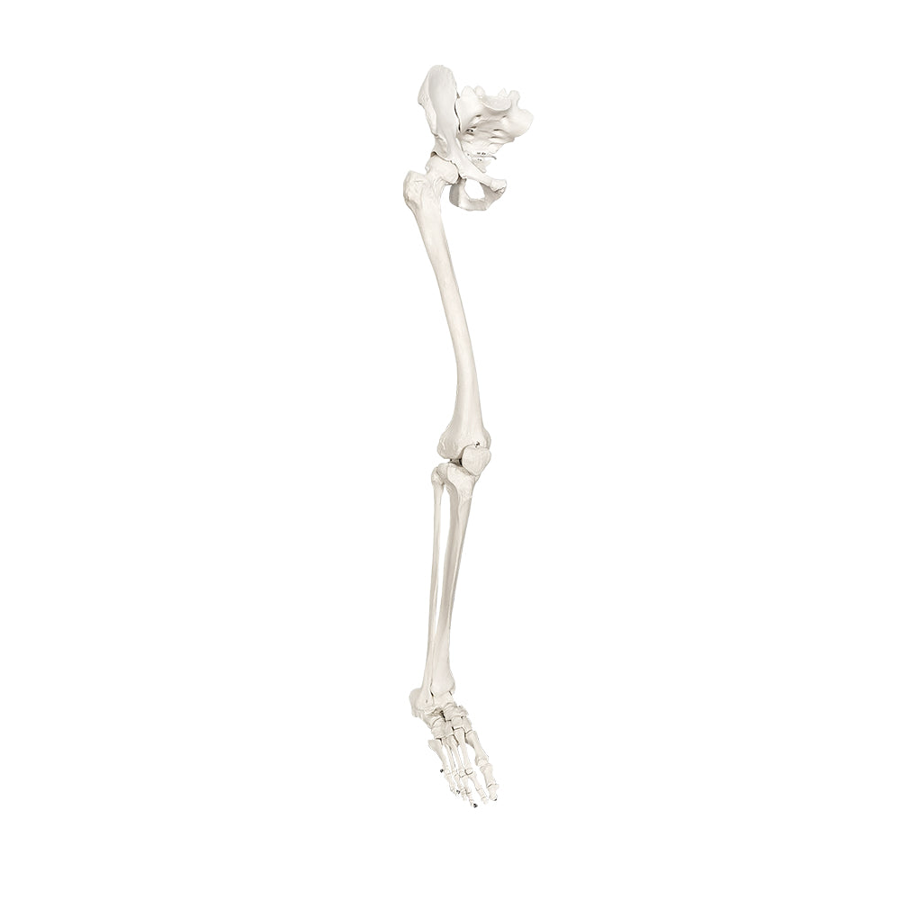 Skelettdel som visar hela det högra benet med en mycket rörlig höft- och fotled (inkl. höftbenet)