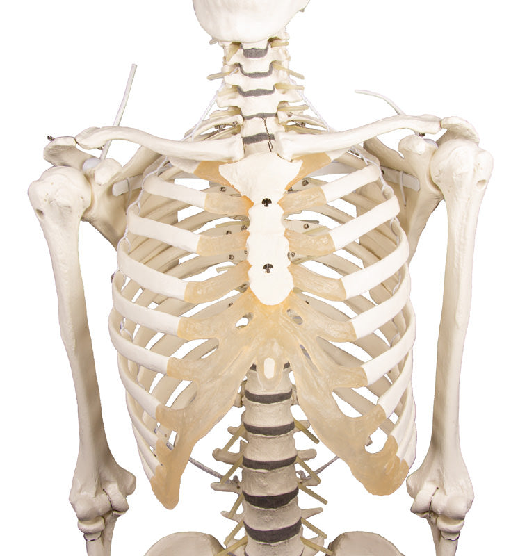 Extremely flexible skeleton model with elastics and foam discus