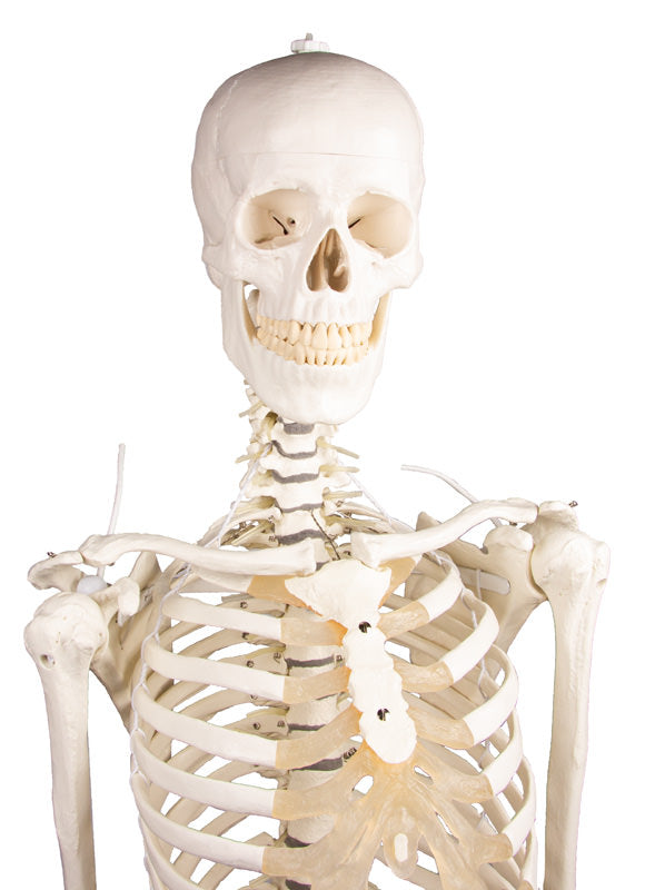 Extremt flexibel skelettmodell med resår och skumdiskus