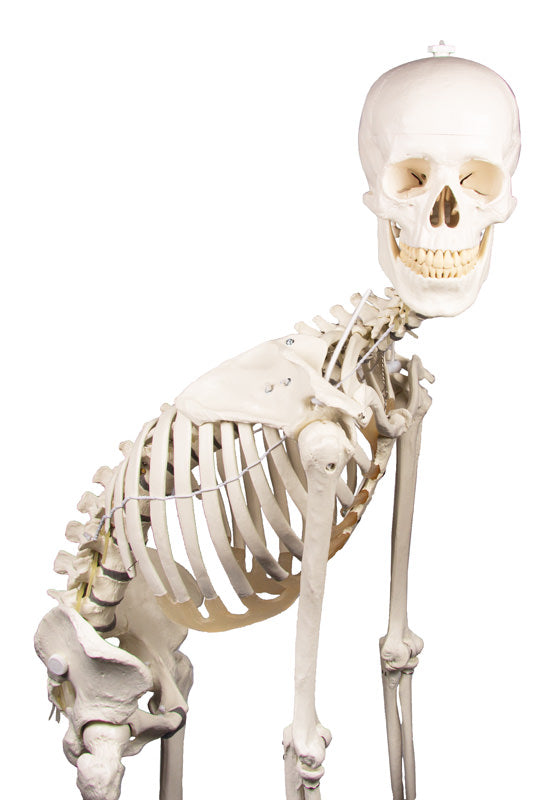 Extremely flexible skeleton model with elastics and foam discus