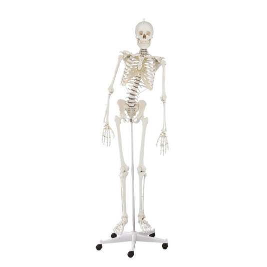 Særdeles fleksibel skeletmodel med elastikker og skumdiskus