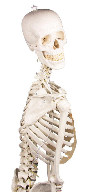 Extremt flexibel skelettmodell med resår och skumdiskus