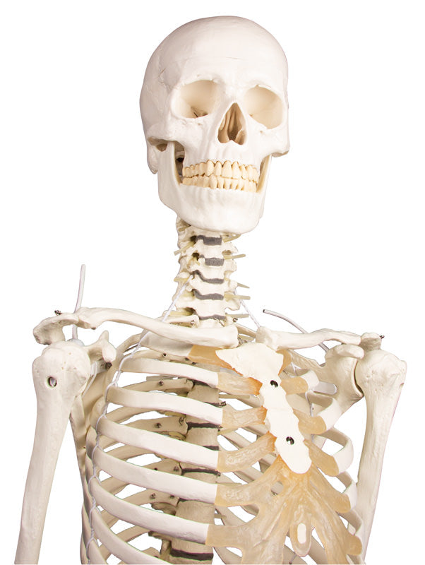 Særdeles fleksibel skeletmodel med elastikker og skumdiskus