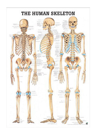 Skeleton poster 70x100 cm laminated in English