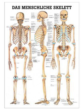 Skeleton poster 70x100 cm laminated on pure Latin and German title