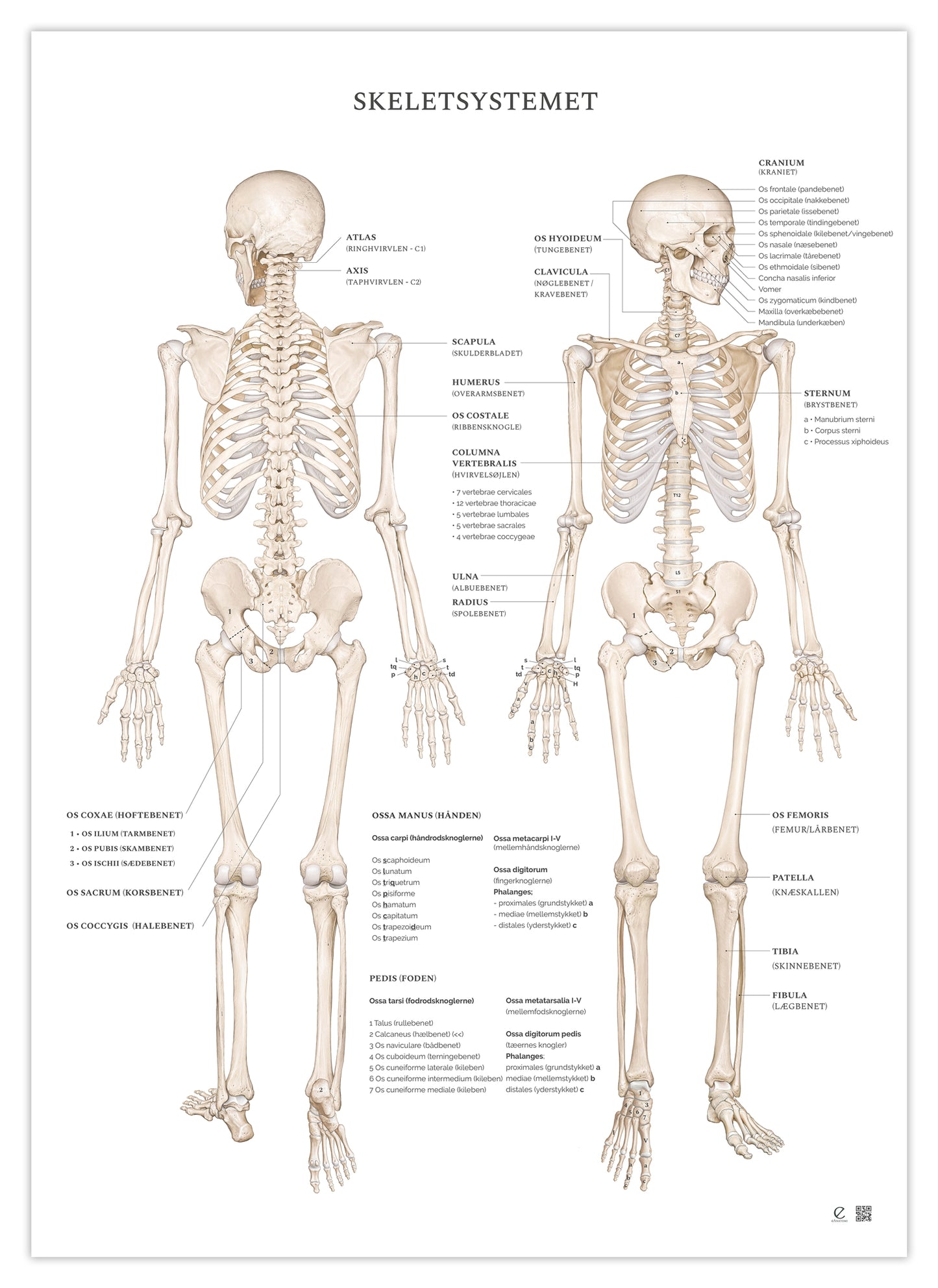 Anatomi plakat - Skeletsystemet med tekst