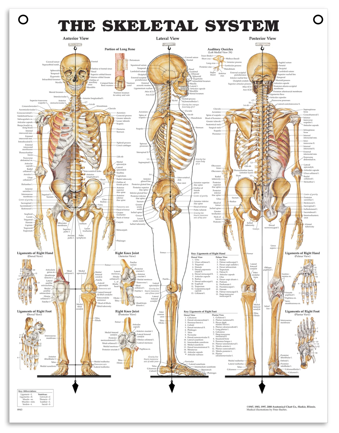 Classic skeleton poster which also illustrates ligaments in English