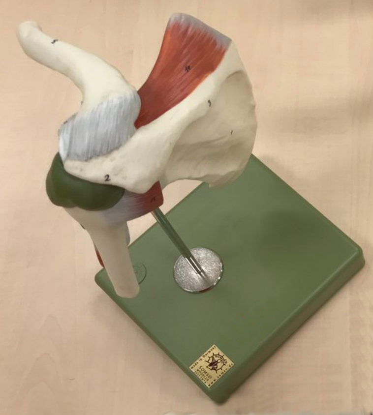Shoulder model with bursa, joint capsule, ligament and a muscle tendon 