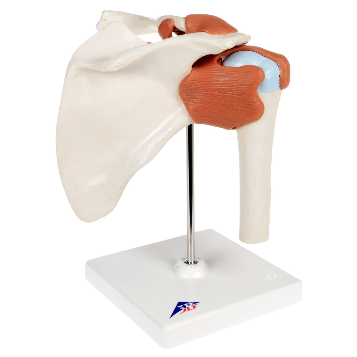 Flexible shoulder model with ligaments and colored joint surfaces
