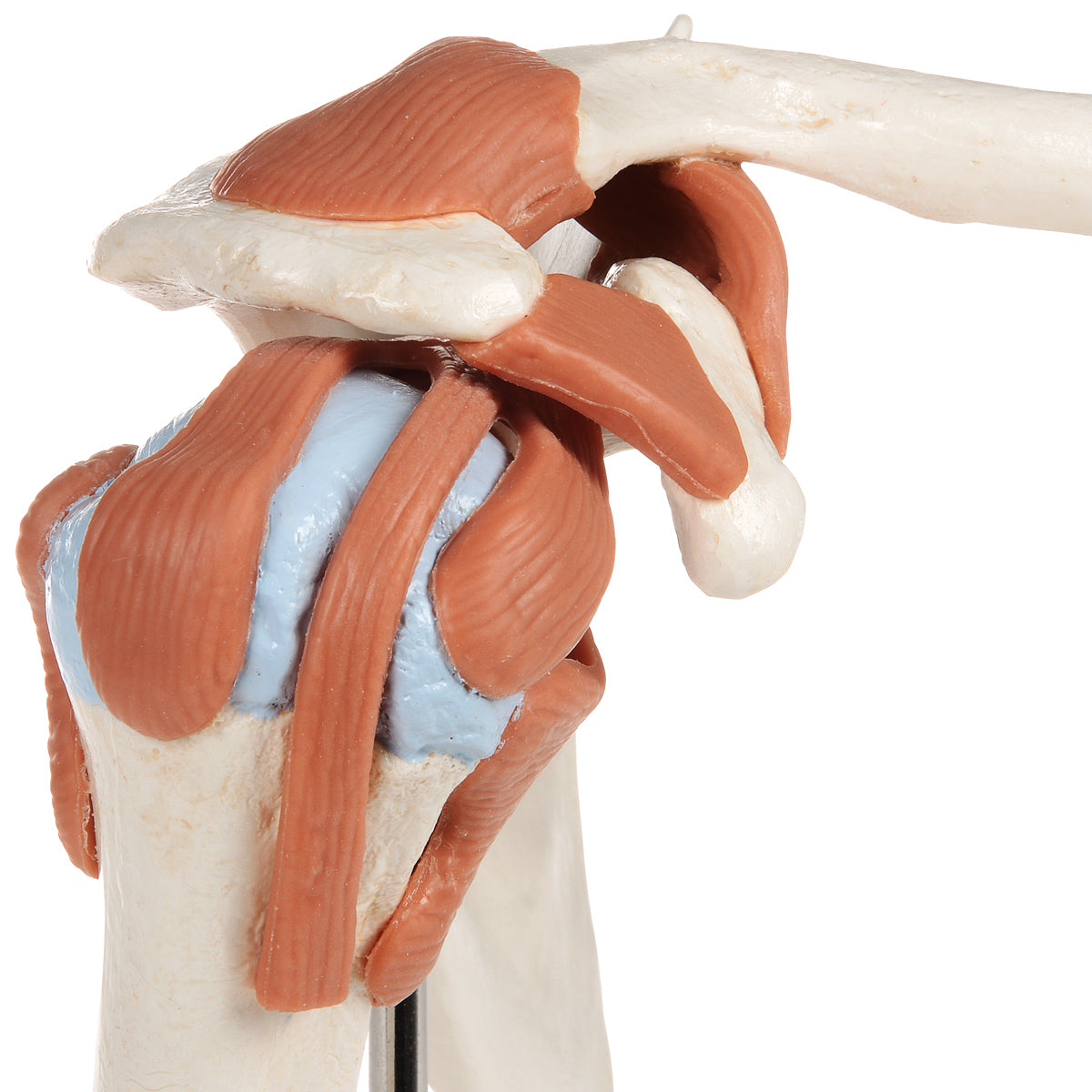Fleksibel skuldermodel med ledbånd og farvede ledflader