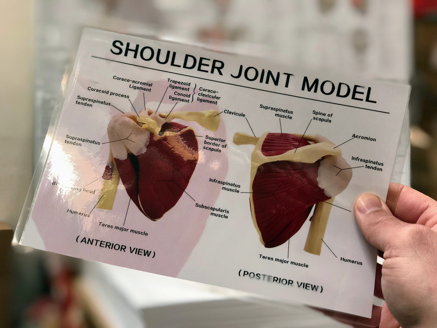 Shoulder model with muscles and ligaments incl. list with Latin names