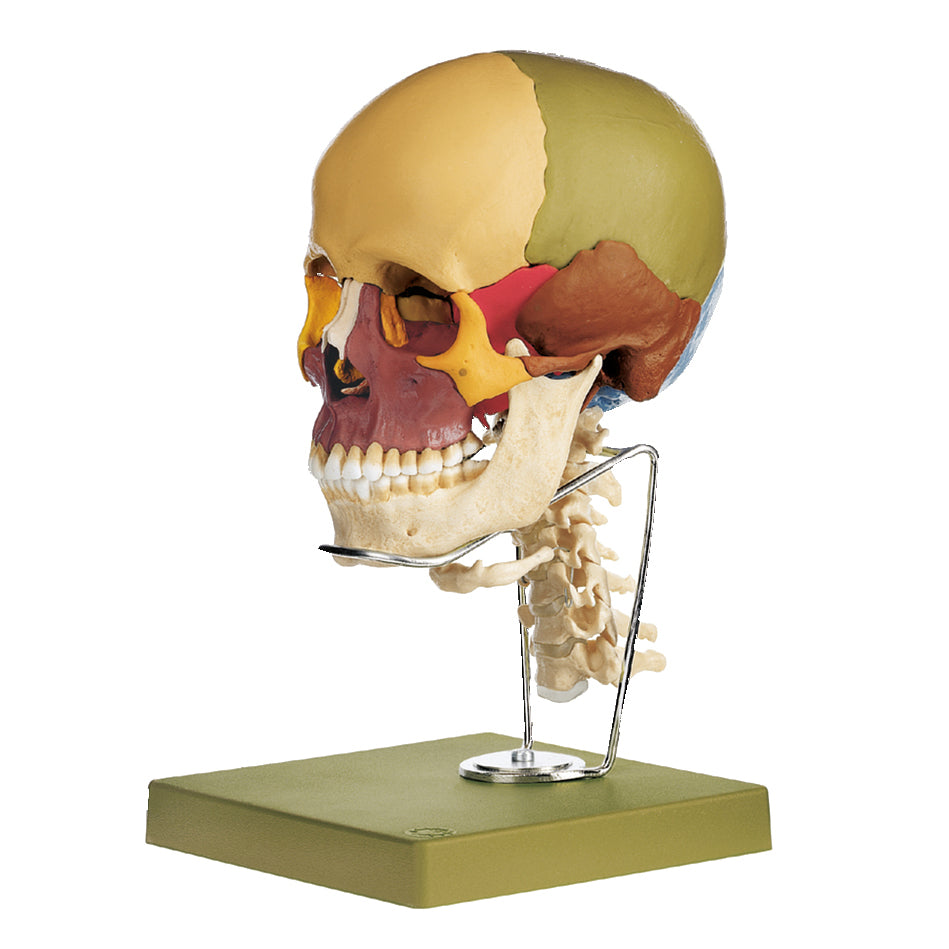 Kraniemodel med pædagogisk farvede knogler samt halshvirvler og tungebenet. Kan adskilles i 14 dele