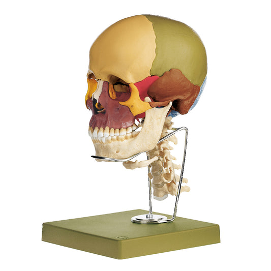 Skull model with educationally colored bones as well as cervical vertebrae and tongue bone. Can be separated into 14 parts