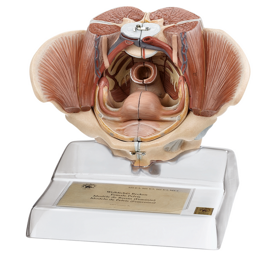 Complete model of the female pelvis and genitals in extremely high quality