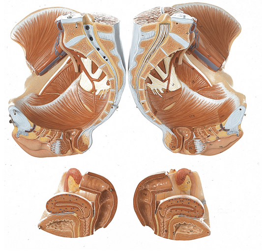 Komplett modell av kvinnligt bäcken och könsorgan i extremt hög kvalitet