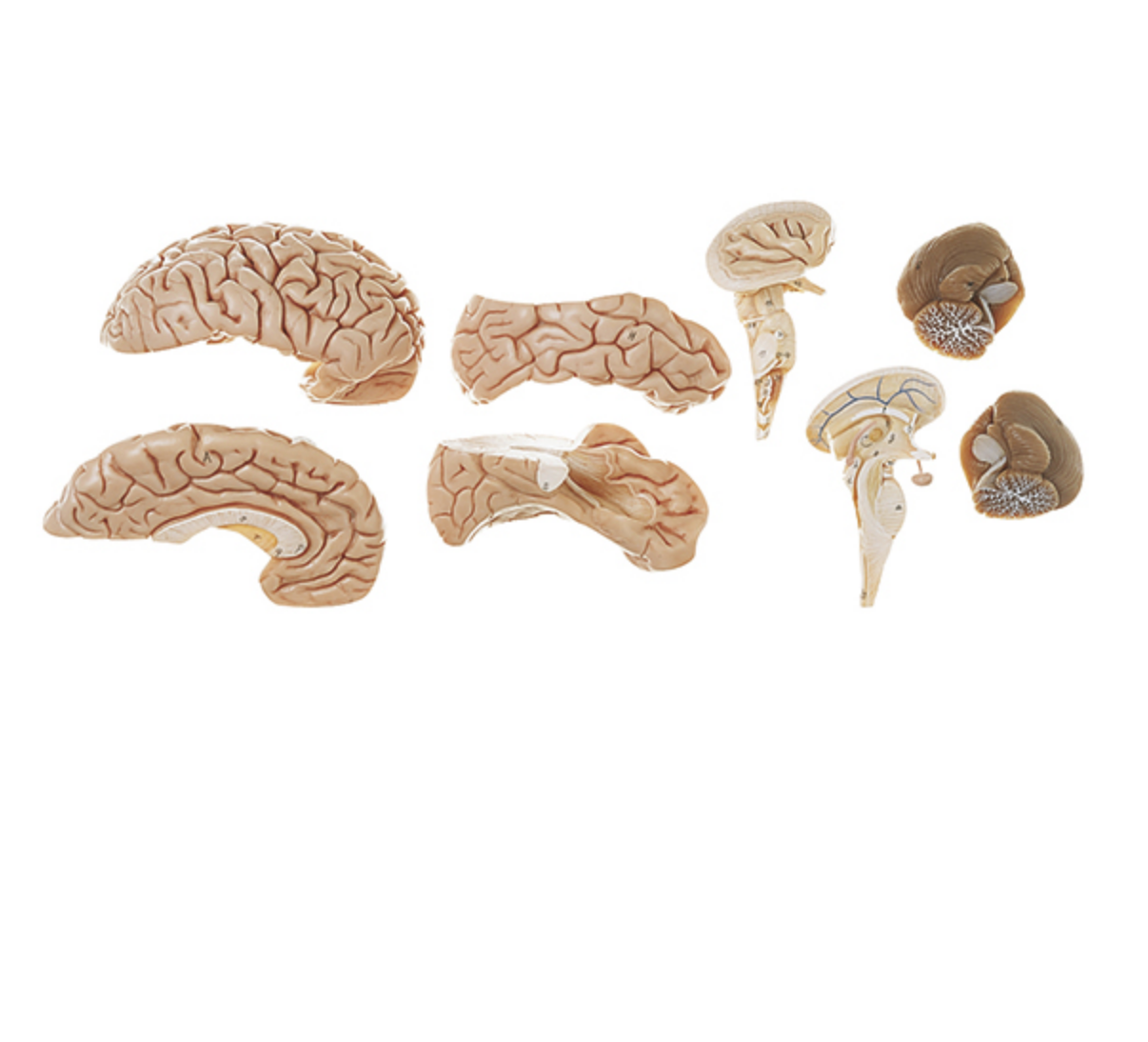 Hjärnmodell i hög kvalitet och i 8 delar