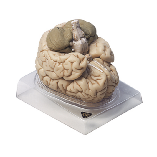 Hjärnmodell i hög kvalitet och i 8 delar