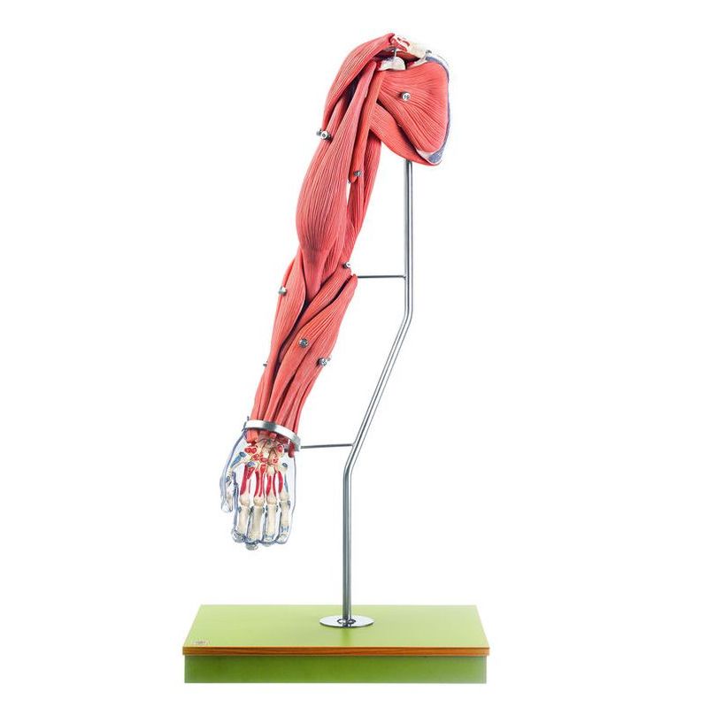 Komplett och detaljerad modell av arm med muskler - kan delas upp i 24 delar