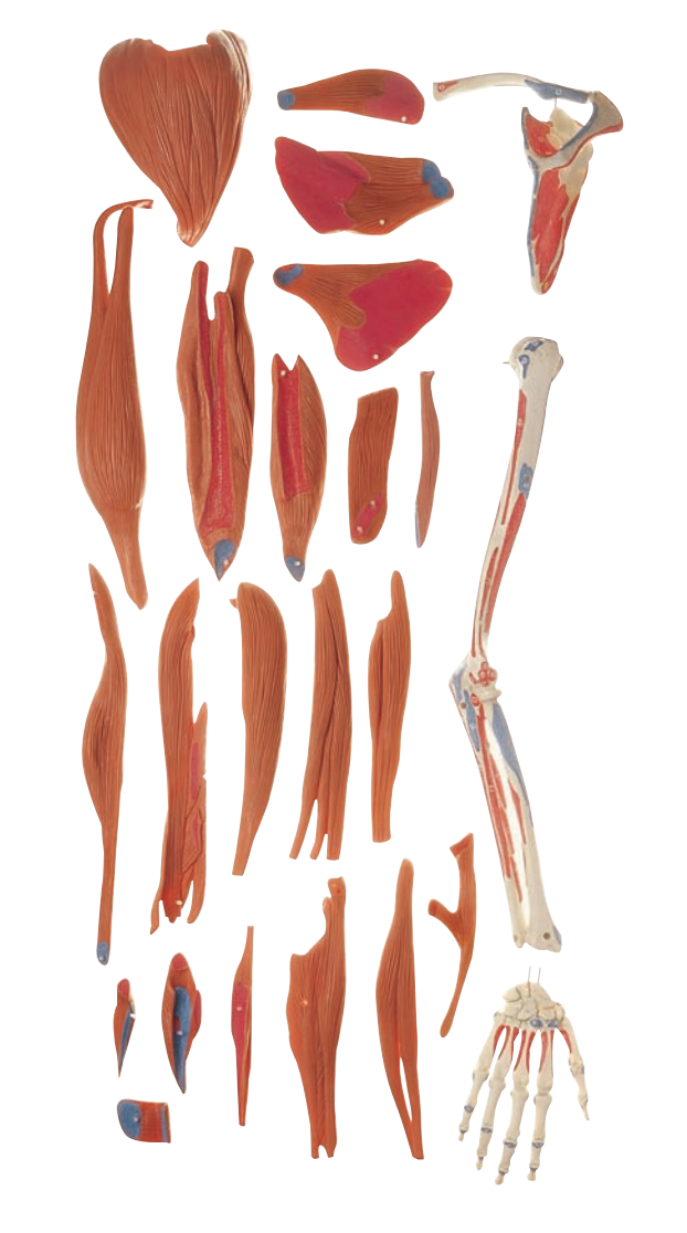 Komplet og detaljeret model af arm med muskler - kan adskilles i 24 dele