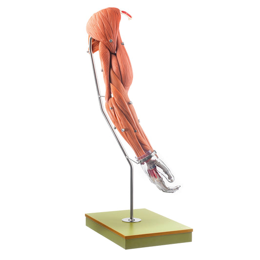 Komplett och detaljerad modell av arm med muskler - kan delas upp i 24 delar