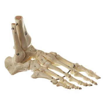Extremely flexible model of the skeleton of the foot with extremely realistic bone tissue
