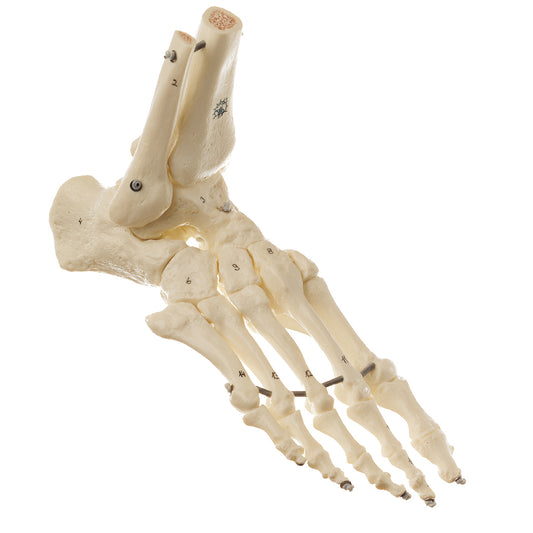 Extremt flexibel modell av fotens skelett med extremt realistisk benvävnad