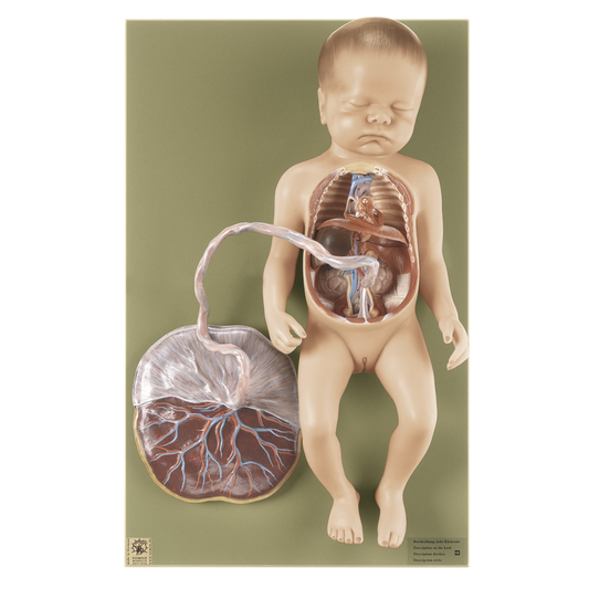 Model af foster med cirkulationssystem